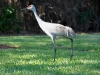 Sandhill Crane