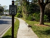 Sandhill Crane