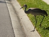 Sandhill Crane