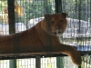 Liger