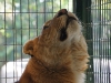 Liger