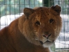 Liger