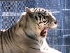 White Tiger