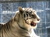 White Tiger