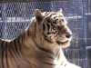 White Tiger