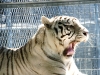 White Tiger