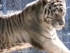 White Tiger