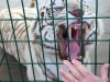 White Tiger
