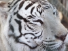 White Tiger