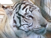 White Tiger