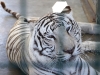 White Tiger