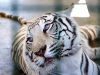 White Tiger