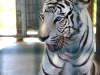 White Tiger