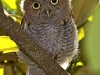 © Blue Lion Photos - Eastern Screech Owl