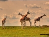© Christian Palaypayon - Giraffes