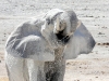 © Yagoda Ruzic - Thirsty elephant