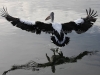 © Earth 'Scape Photographics, Graeme Hosking - Australian Pelican