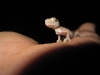 © Bishoy Adel Zakaria - Crested Gecko Lizard