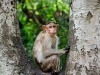 © Vignesh Babu - Rhesus Monkey