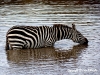 © Christa Roehricht - Zebra Masai Mara/Kenya