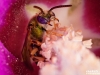 © Victor Wolansky - Bee