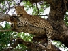© Christa Roehricht - Leopard