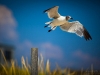 © Victor Wolansky Photography - Sea Gull