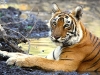 © Juleen Dsouza - Indian Tiger
