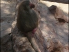 © • I love PhotographY • - Baboon