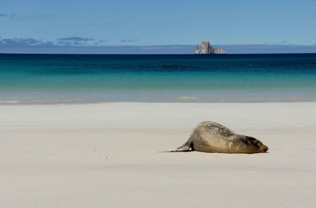 Leon Dormida - Sleeping sea lion at Lion Rock