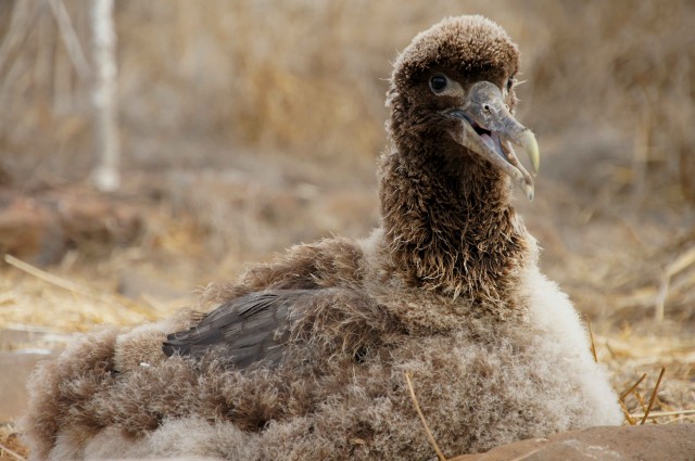 Albatros chick at Espanola Island