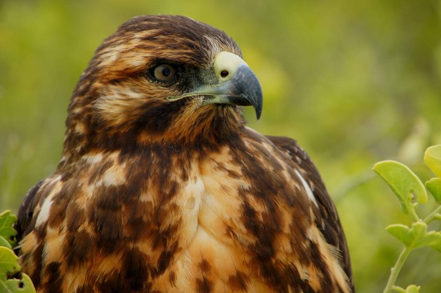 Galapagos hawk at Espanola Island