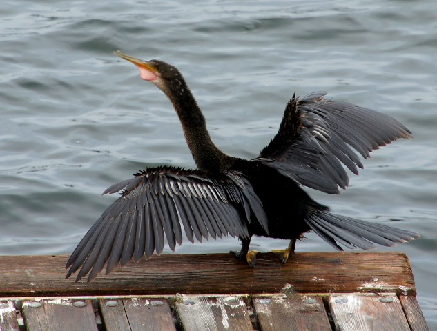 Anhinga